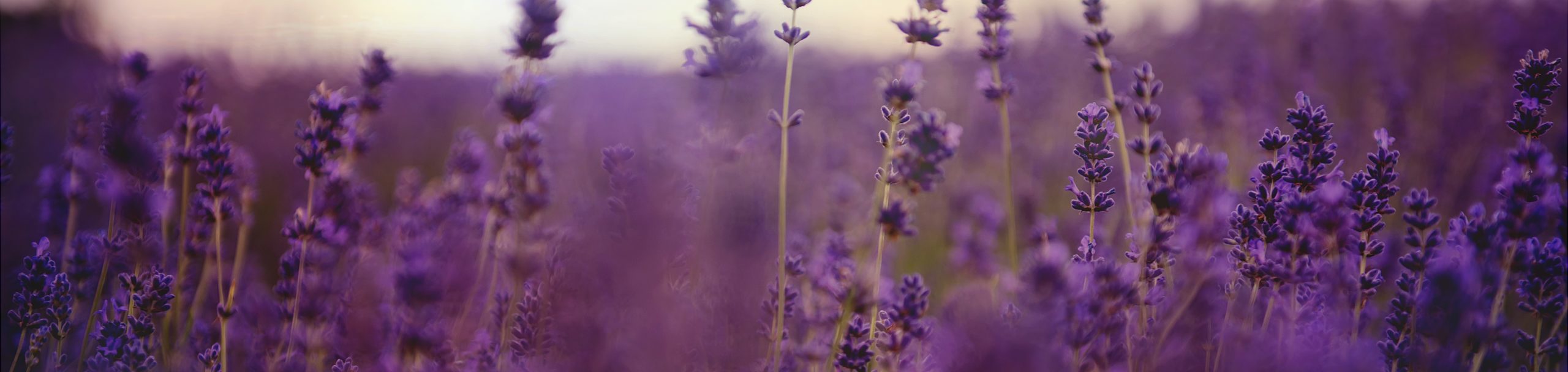 Lavender Background